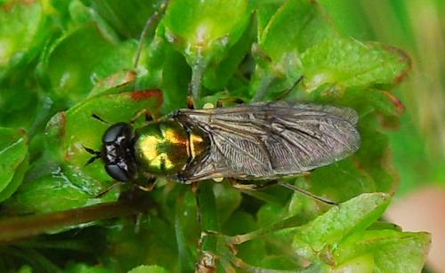 Réf. 199 835 : Chloromyia formosa